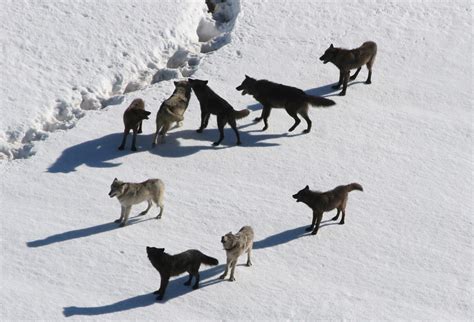 wolves travel in packs